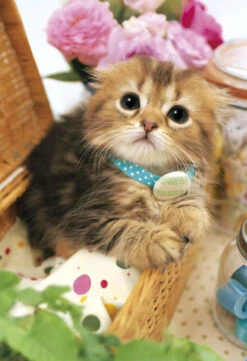 Apollo-sha Jigsaw Puzzle 47-203 Animals Uru Uru Cat (600 S-Pieces)