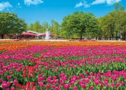 Appleone 500-290 Jigsaw Puzzle Tonami Tulip Park (500 Pieces)