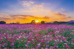 APPLEONE Jigsaw Puzzle 1000-802 Sunset And Cosmos In Saitobaru Tombs (1000 Pieces)