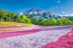 Appleone 1000-883 Jigsaw Puzzle Spring Carpet Hitsujiyama Park (1000 Pieces)