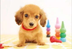 Appleone 300-355 Jigsaw Puzzle Puppy Ready To Play (300 Pieces)