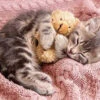 Appleone 300-356 Jigsaw Puzzle Napping Kitten With Teddy Bear (300 Pieces)