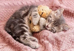 Appleone 300-356 Jigsaw Puzzle Napping Kitten With Teddy Bear (300 Pieces)