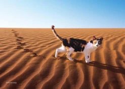Epoch Jigsaw Puzzle 03-054 Mitsuaki Iwago's Cat Puzzle Dawn Desert (108 Pieces)
