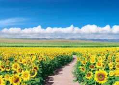 Epoch Jigsaw Puzzle 05-086 Japanese Scenery Sunflower Field Hokkaido (500 Pieces)