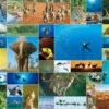 Beverly 31-504 Jigsaw Puzzle Life Of Animals (1000 Pieces)