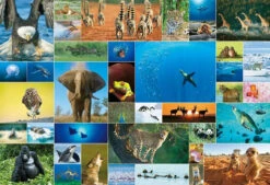 Beverly 31-504 Jigsaw Puzzle Life Of Animals (1000 Pieces)