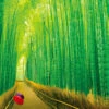 Beverly Jigsaw Puzzle 33-150 Saga Bamboo Forest Kyoto Japan (300 Pieces)