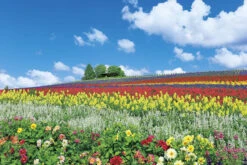 Yanoman Jigsaw Puzzle 10-1344 Furano, Flower Hill (Hokkaido) (1000 Pieces)