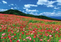 Yanoman 01-2089 Jigsaw Puzzle Poppy In The Sky Chichibu Kogen Ranch Saitama Japan (108 L-Pieces)