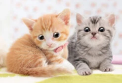 Apollo-sha Jigsaw Puzzle 48-647 Pet Cat Munchkin & American Shorthair (300 Pcs)